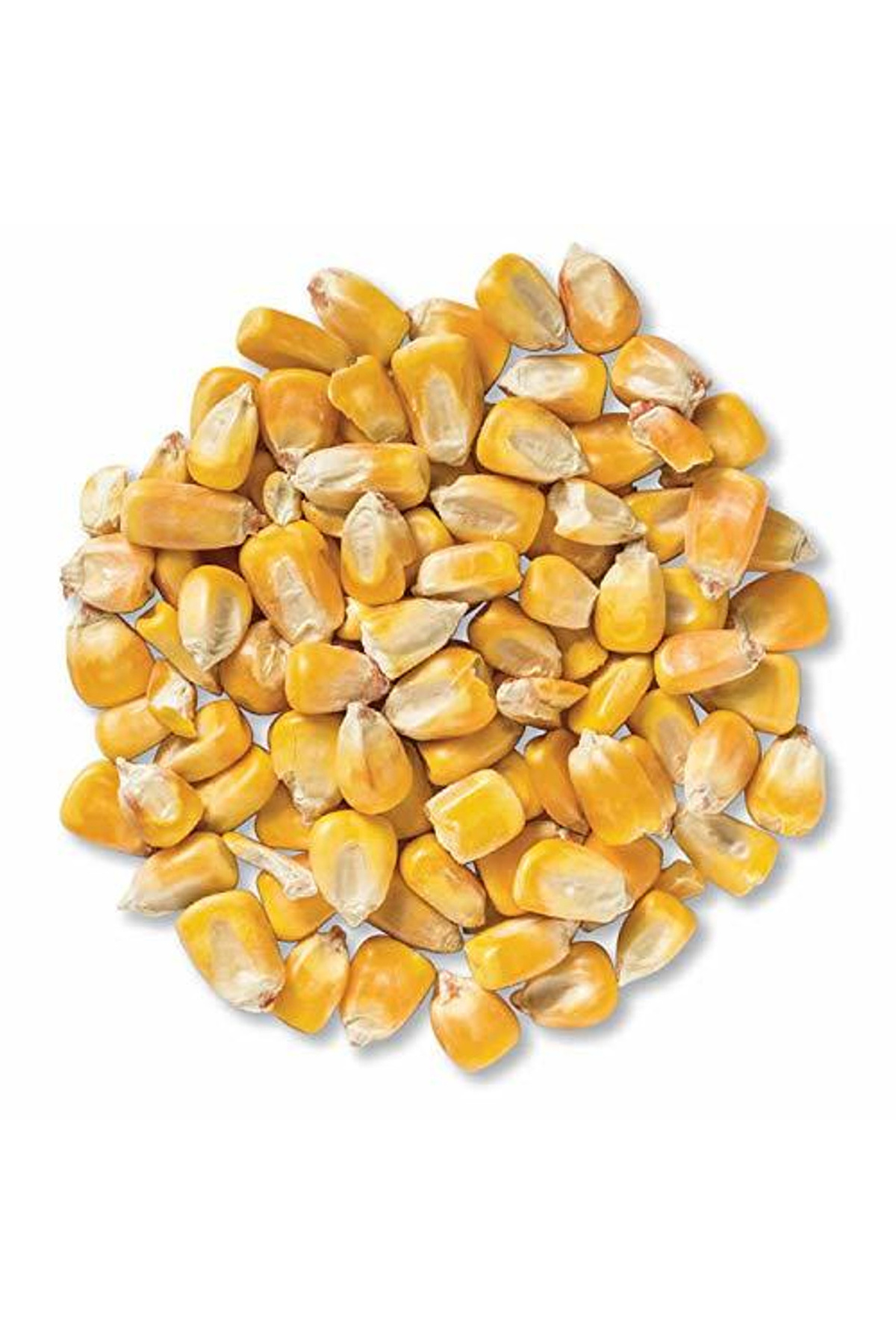кукурузные зерна. кукуруза (зерно). кукурузные зерна. кукуруза кормовая фуражная. кукурузные зерна.